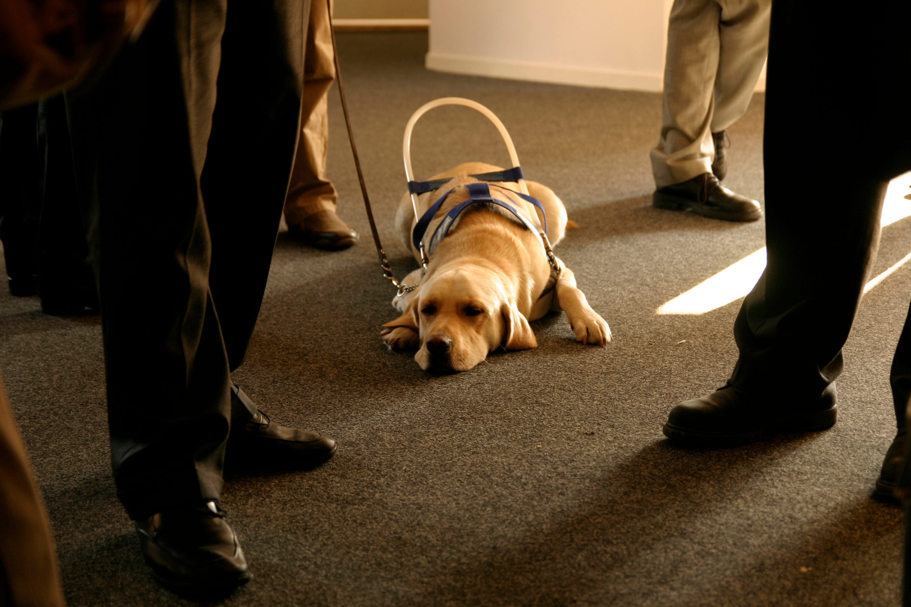 Are Fake Service Dog Id Cards Illegal